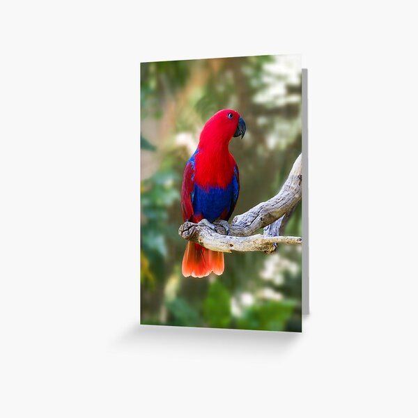 Female Electus Parrot Greeting Card