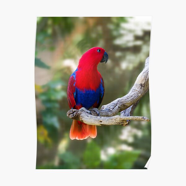 Female Electus Parrot Poster