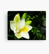 The Light Seeker Canvas Print