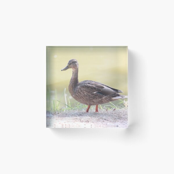 Item preview, Duck designed and sold by AriusLT.