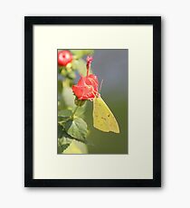 Cloudless-Sulpher Framed Print