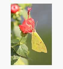 Cloudless-Sulpher Photographic Print