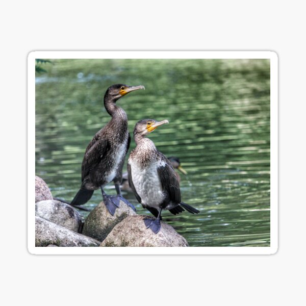 Cormorants Sticker