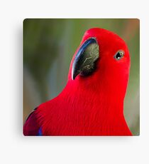 Female Electus Parrot - Close up Canvas Print