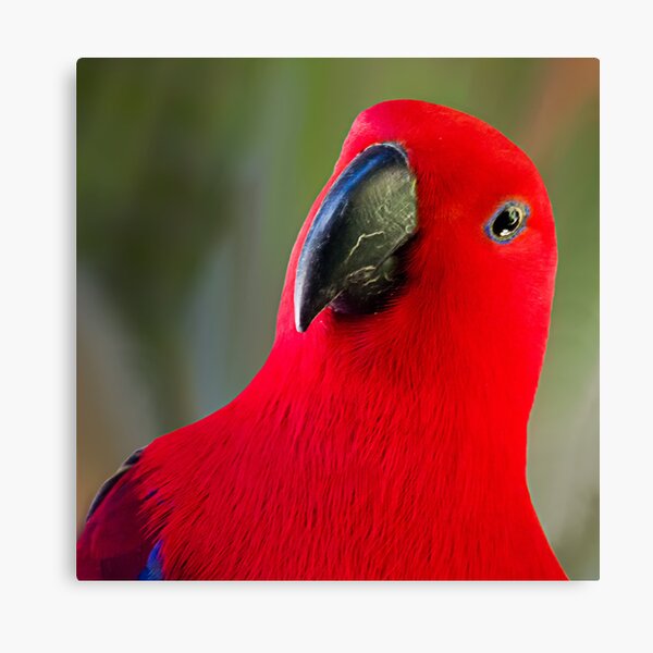 Female Electus Parrot - Close up Canvas Print