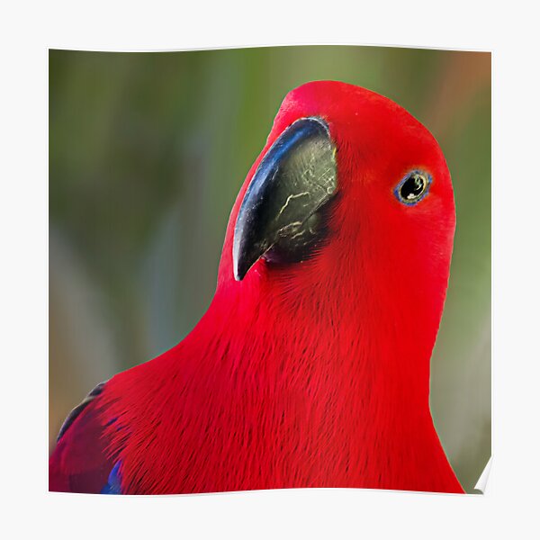 Female Electus Parrot - Close up Poster