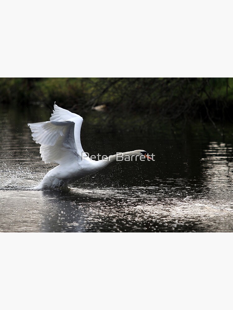 Artwork view, Swan Take off 2 designed and sold by Peter Barrett
