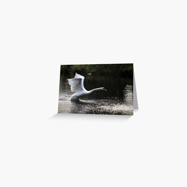 Swan Take off 2 Greeting Card