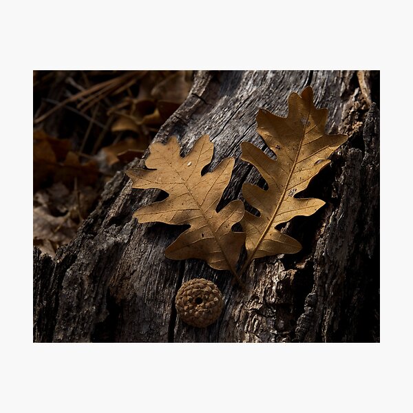 Autumn Leaves Photographic Print