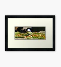 Blue Tit Framed Print