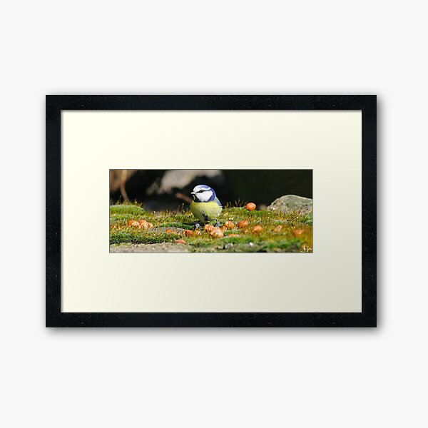 Artikel-Vorschau von Blue Tit, designt und verkauft von Sue Fallon Photography.