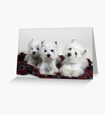 Westie Trio Greeting Card
