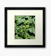 Green Tomatoes, "Unfried" Framed Print
