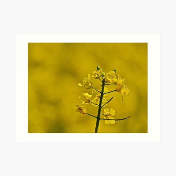 Yellow Flowers Art Print