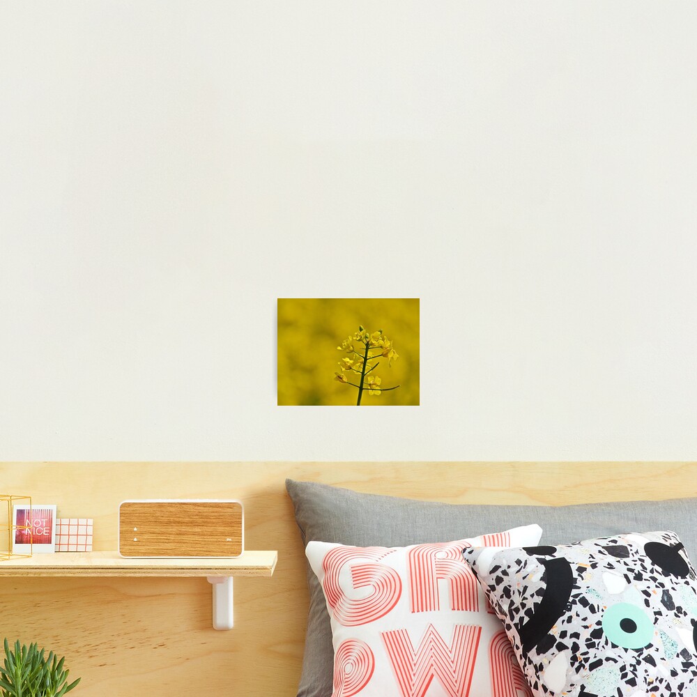 Yellow Flowers Photographic Print