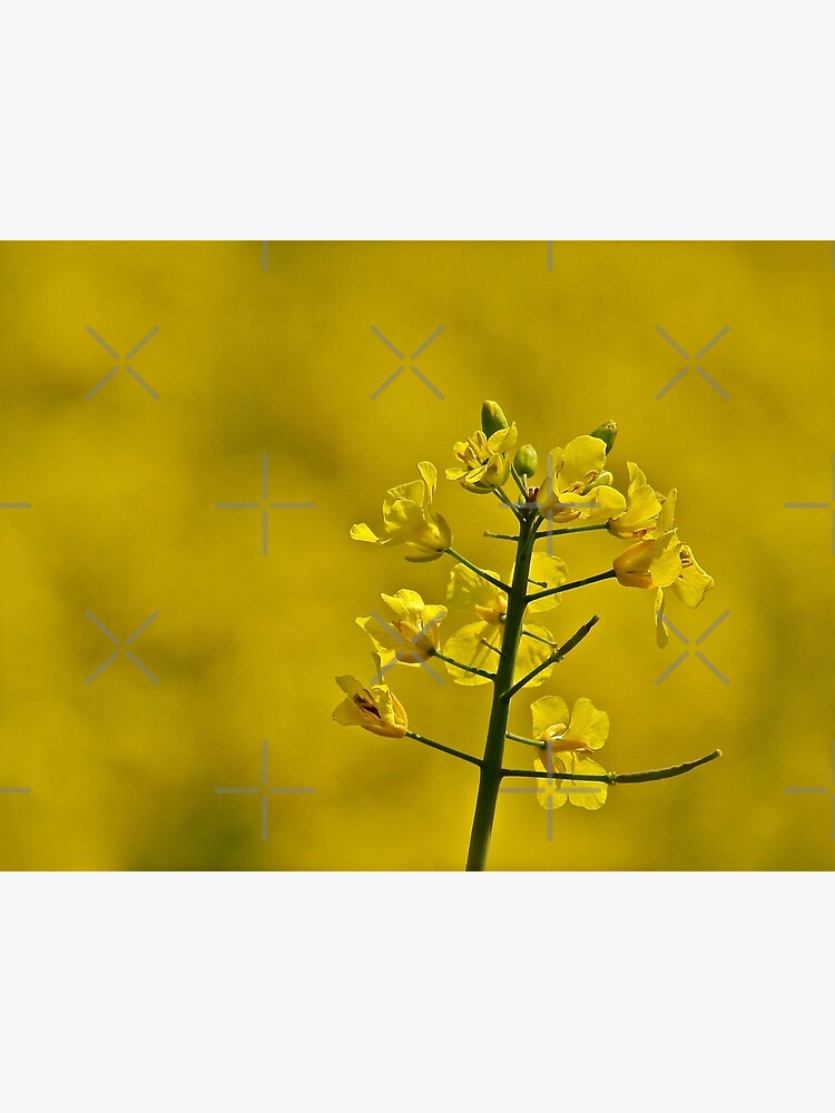 Yellow Flowers by RyanDraws