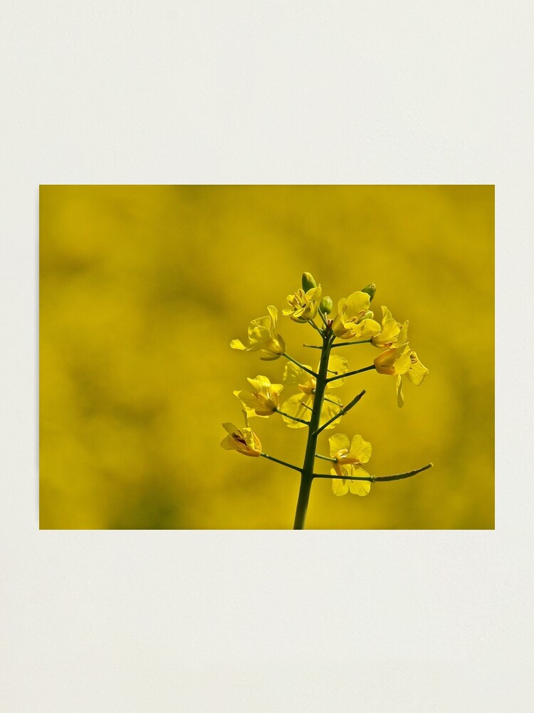 Alternate view of Yellow Flowers Photographic Print