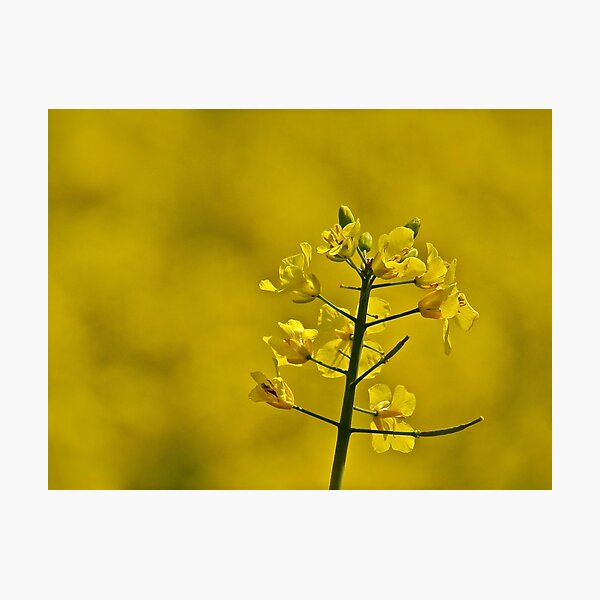 Yellow Flowers Photographic Print