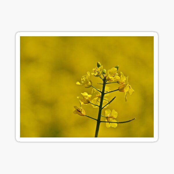 Yellow Flowers Sticker
