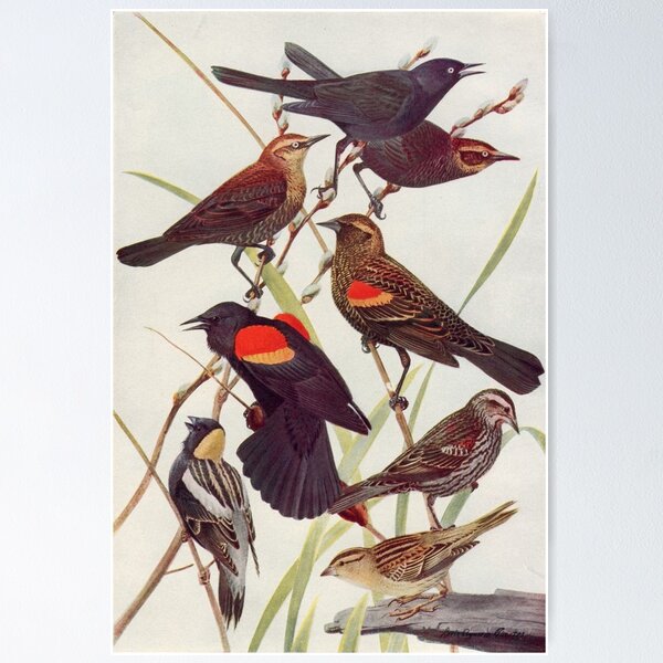 Item preview, Bobolink-Blackbird illustration designed and sold by Vintage Designs +.