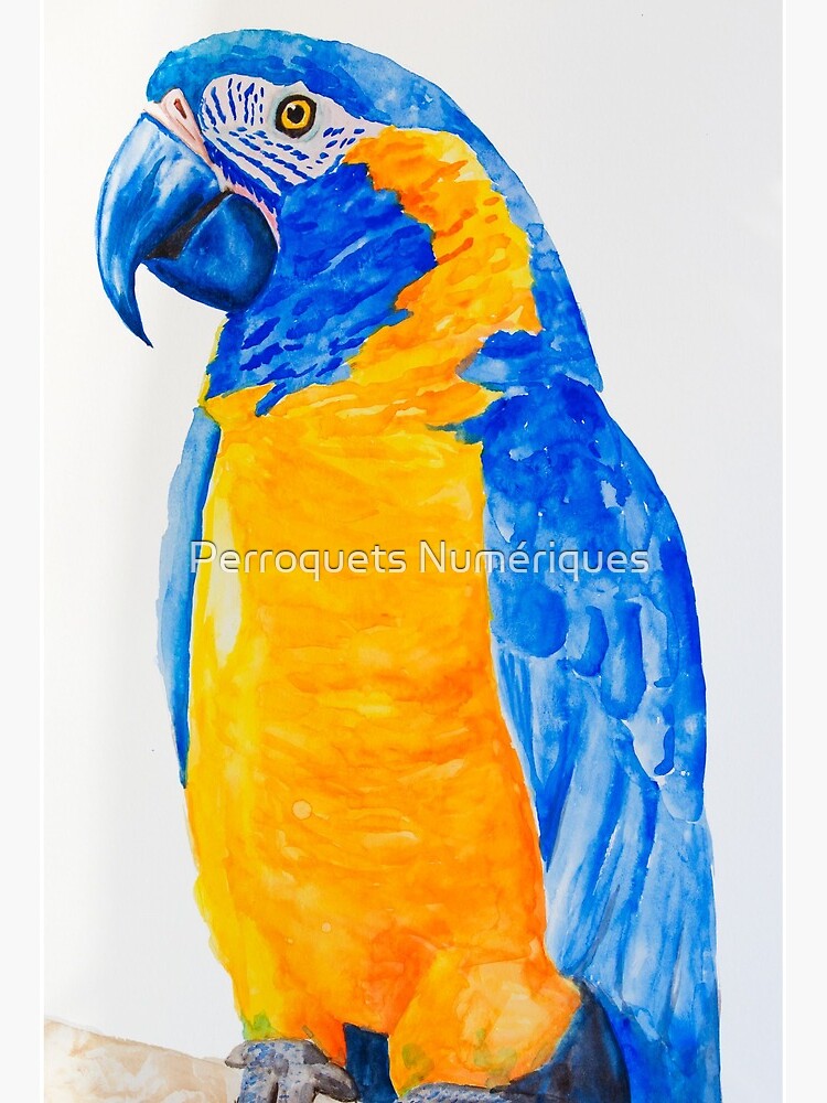 Blue And Gold Macaw Feathers. Yellow- 1/4 to 2,dreams, fans