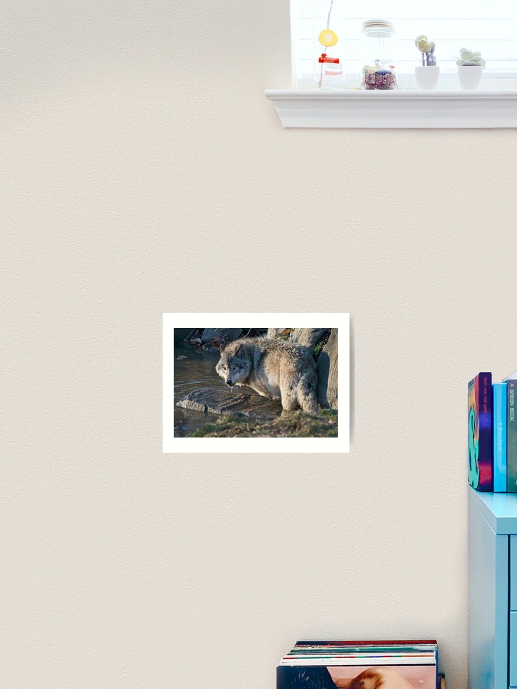 Thumbnail 2 von 3, Kunstdruck, Timber Wolf designt und verkauft von WolvesOnly.