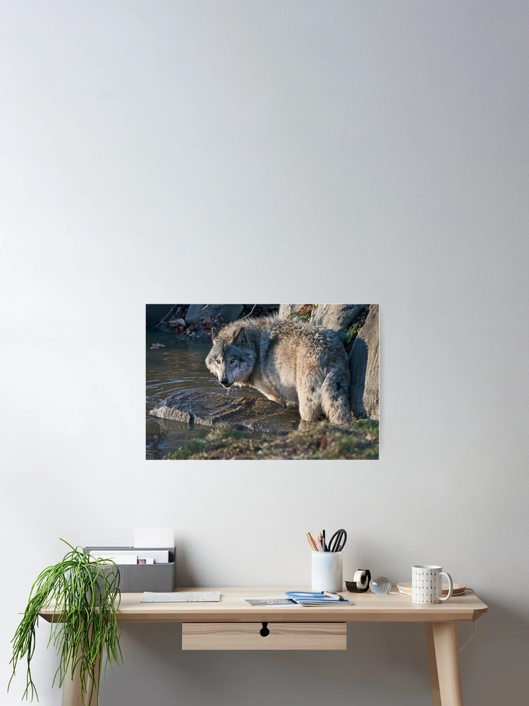 Imagen 2 de 3, Póster con la obra Timber Wolf, diseñada y vendida por WolvesOnly.