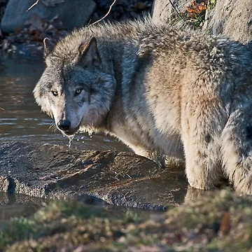 Aperçu de l'œuvre Timber Wolf de WolvesOnly