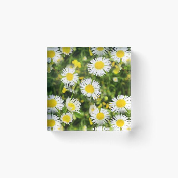 Item preview, Chamomile designed and sold by hk2001.