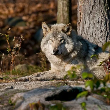 Artwork thumbnail, Timber Wolf by WolvesOnly