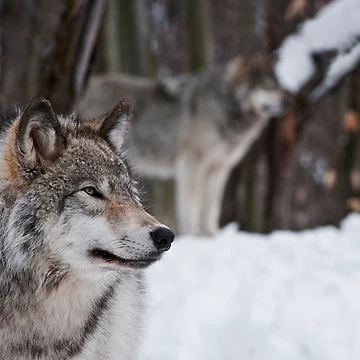 Artwork thumbnail, Timber Wolves by WolvesOnly