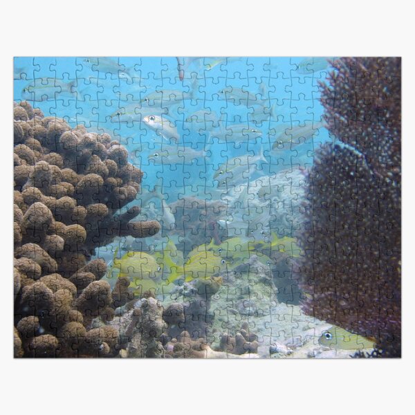 Watercolor Fish, French Grunt and Tomtate 01, St John, USVI Jigsaw Puzzle