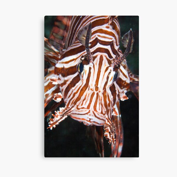 Death stare Canvas Print
