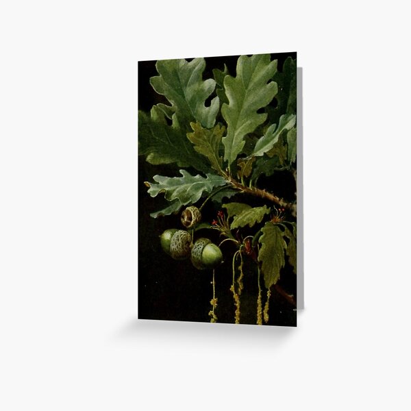 Item preview, Acorn and Oak designed and sold by BlueSpecsStudio.