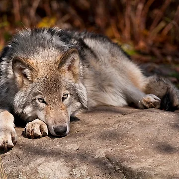 Vorschaubild zum Design Timber Wolf von WolvesOnly