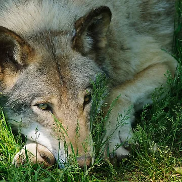Vorschaubild zum Design Timber Wolf von WolvesOnly