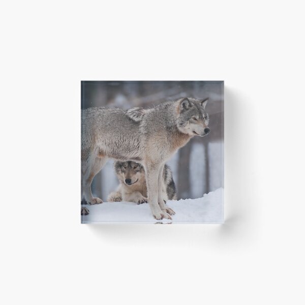 Item preview, Timber Wolves designed and sold by WolvesOnly.
