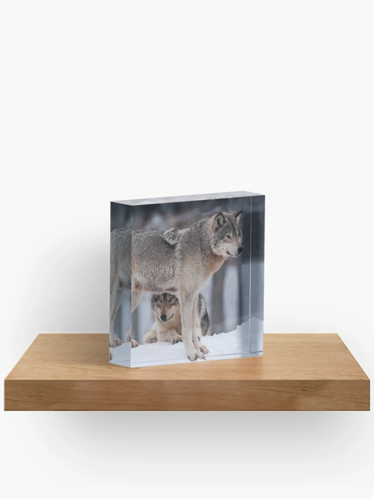 Thumbnail 2 of 5, Acrylic Block, Timber Wolves designed and sold by WolvesOnly.