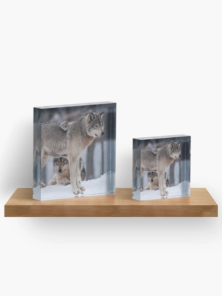 Thumbnail 3 of 5, Acrylic Block, Timber Wolves designed and sold by WolvesOnly.