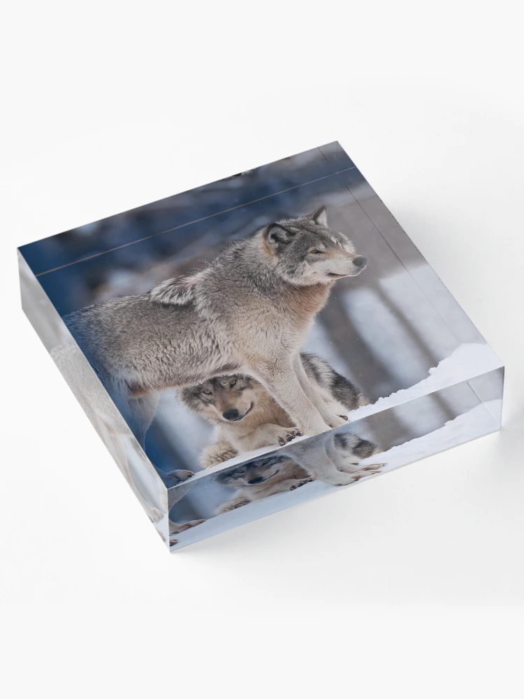 Thumbnail 4 of 5, Acrylic Block, Timber Wolves designed and sold by WolvesOnly.