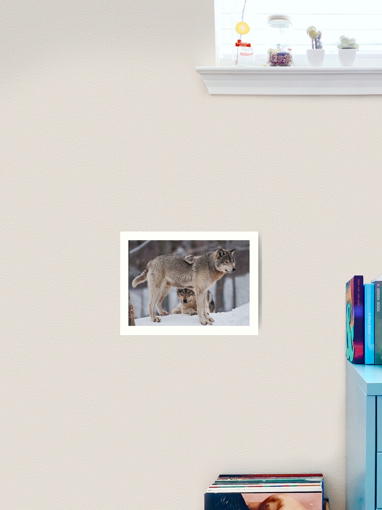 Thumbnail 2 of 3, Art Print, Timber Wolves designed and sold by WolvesOnly.