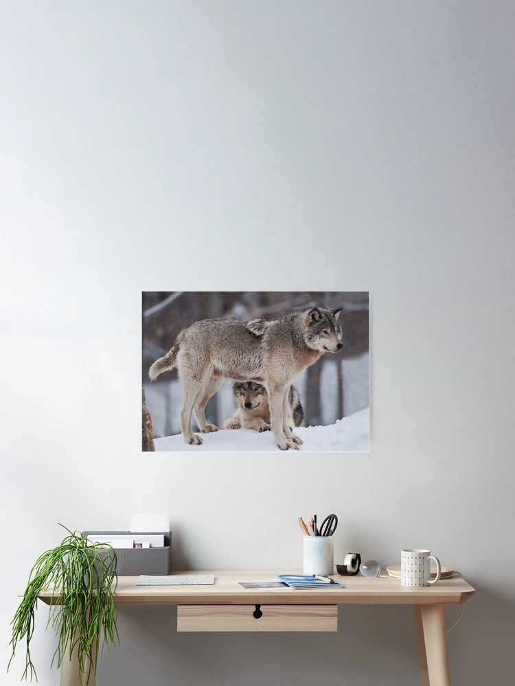 Thumbnail 2 of 3, Poster, Timber Wolves designed and sold by WolvesOnly.