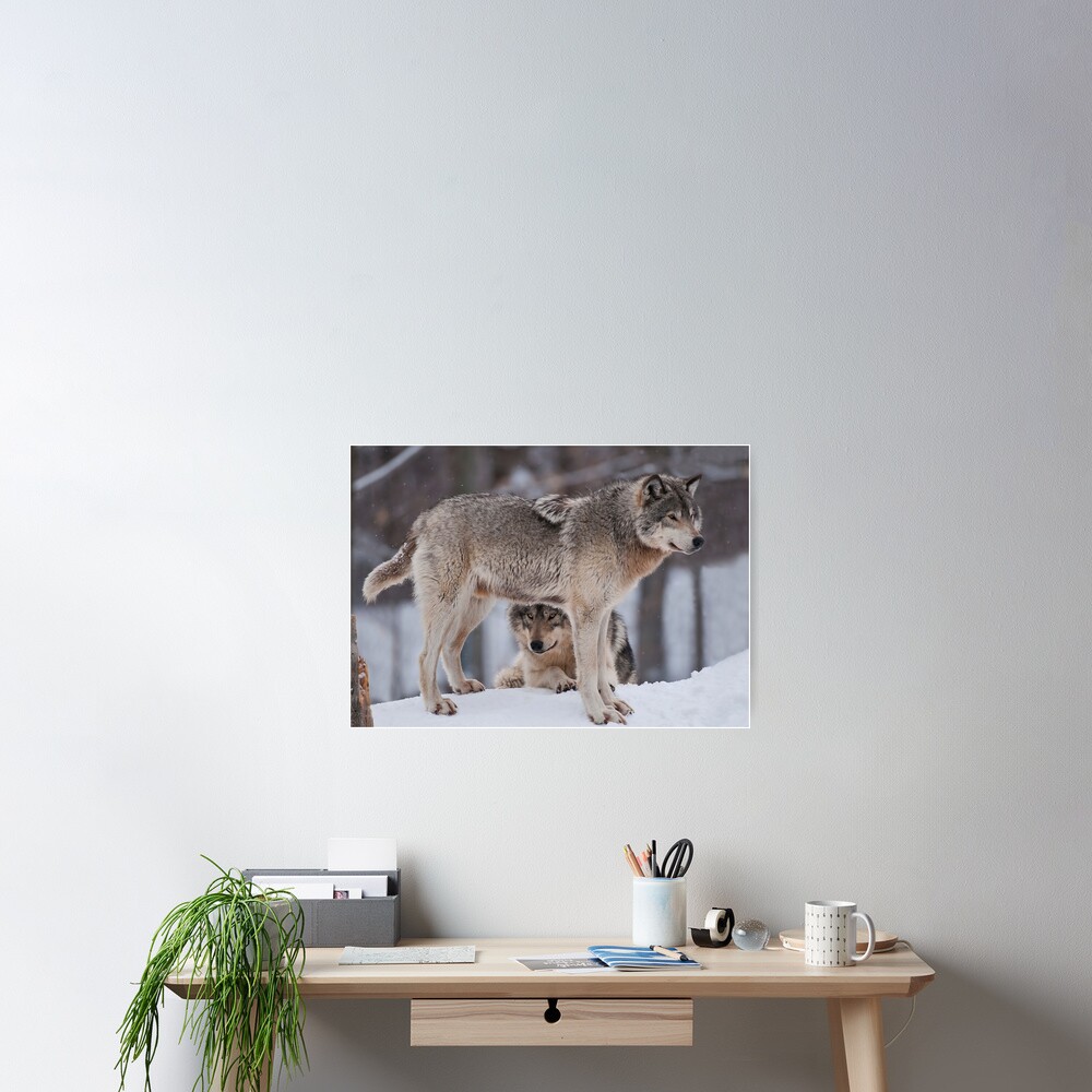 Item preview, Poster designed and sold by WolvesOnly.