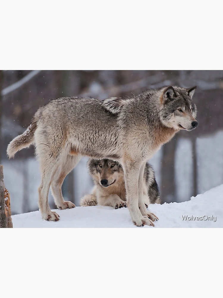 Thumbnail 3 of 3, Canvas Print, Timber Wolves designed and sold by WolvesOnly.