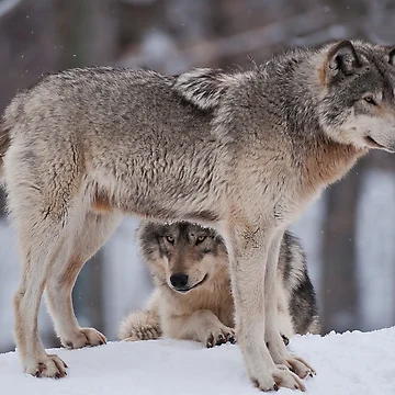 Artwork thumbnail, Timber Wolves by WolvesOnly