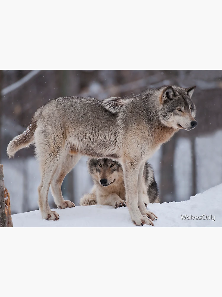 Thumbnail 3 of 3, Magnet, Timber Wolves designed and sold by WolvesOnly.