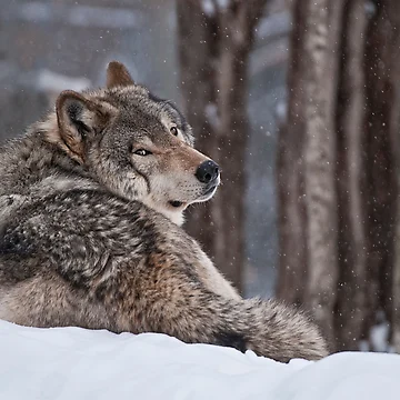 Artwork thumbnail, Timber Wolf by WolvesOnly