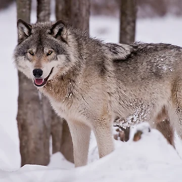 Imagen de la obra Timber Wolf de WolvesOnly