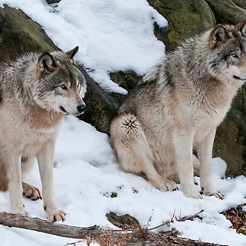 Artwork thumbnail, Timber Wolves by WolvesOnly