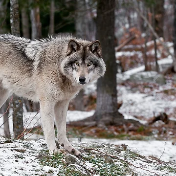 Artwork thumbnail, Timber Wolf by WolvesOnly